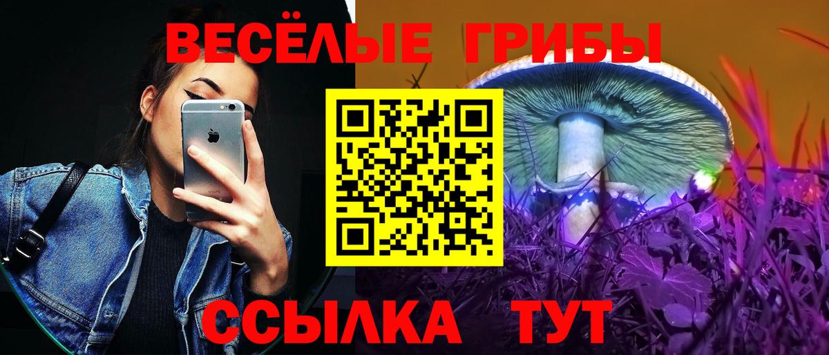 Псилоцибиновые грибы Psilocybe  дарнет шоп  Ессентуки 